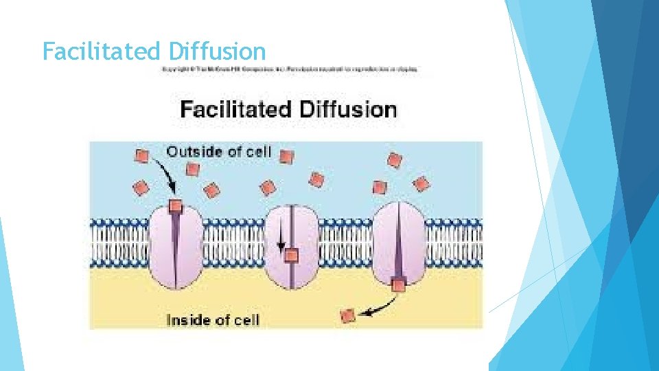 Facilitated Diffusion 