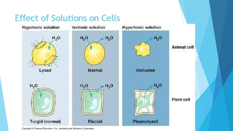 Effect of Solutions on Cells 