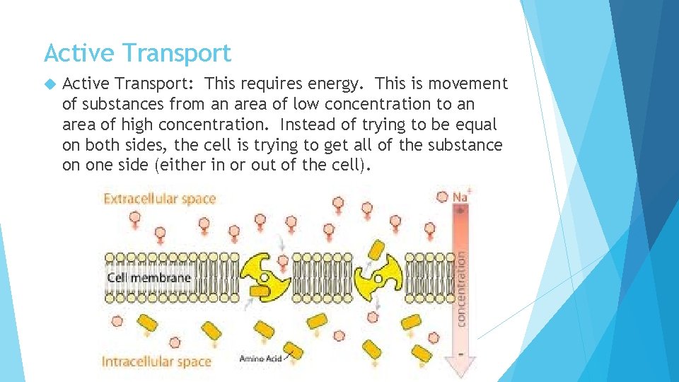 Active Transport Active Transport: This requires energy. This is movement of substances from an