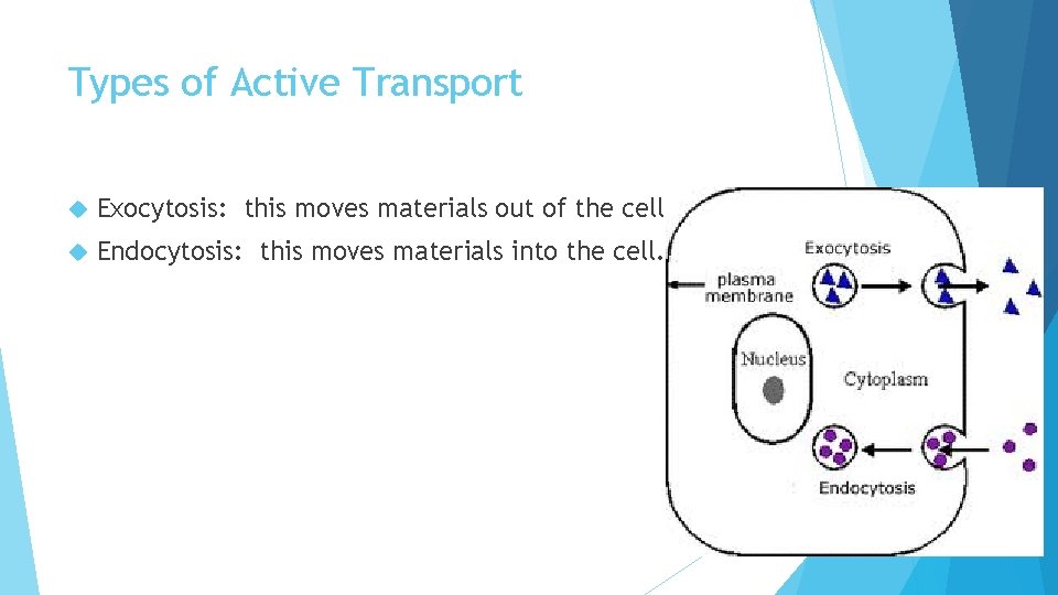 Types of Active Transport Exocytosis: this moves materials out of the cell. Endocytosis: this