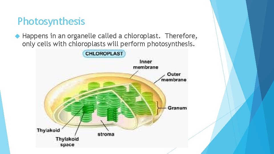 Photosynthesis Happens in an organelle called a chloroplast. Therefore, only cells with chloroplasts will