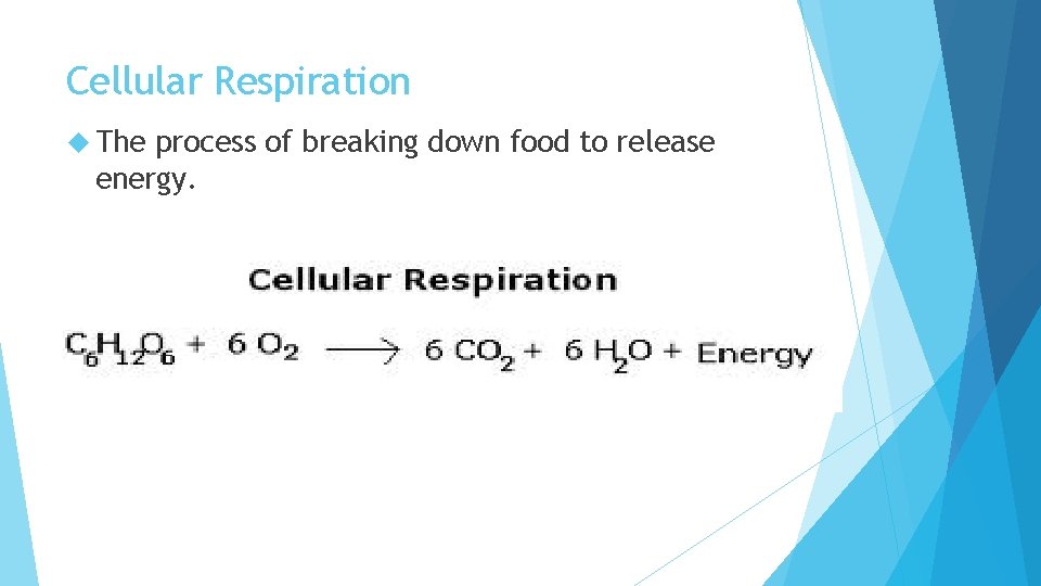 Cellular Respiration The process of breaking down food to release energy. 
