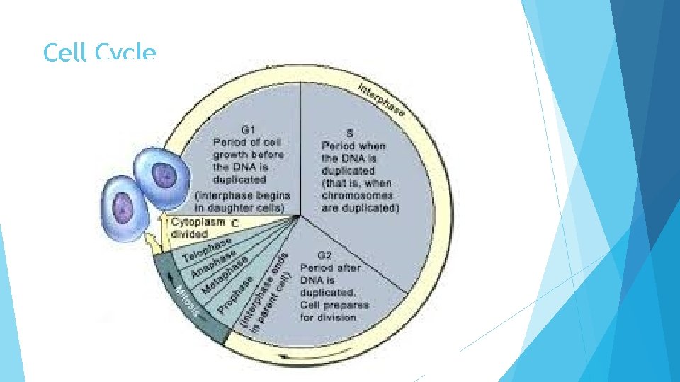 Cell Cycle 