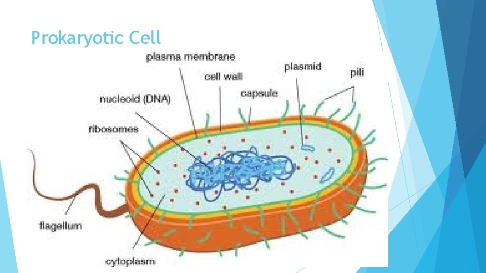 Prokaryotic Cell 