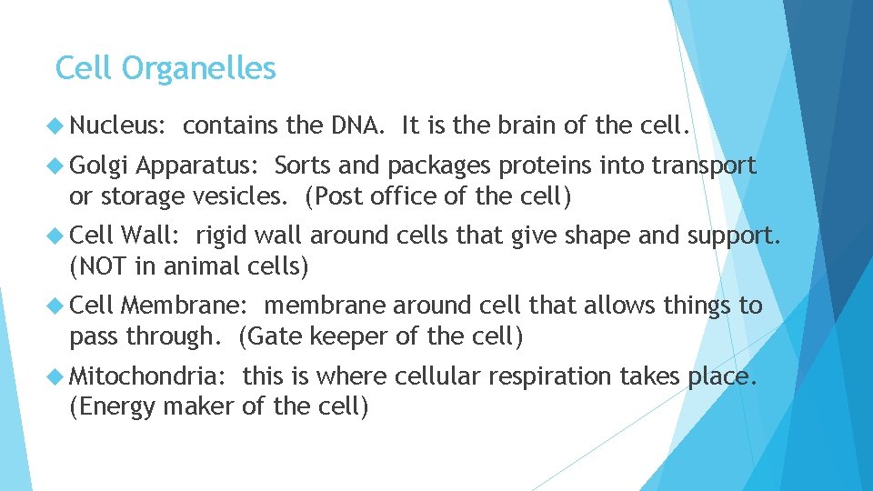 Cell Organelles Nucleus: contains the DNA. It is the brain of the cell. Golgi