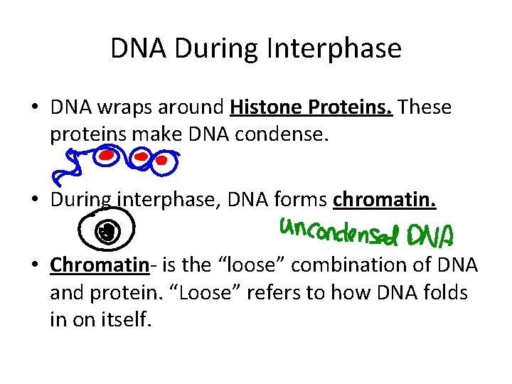 DNA During Interphase • DNA wraps around Histone Proteins. These proteins make DNA condense.