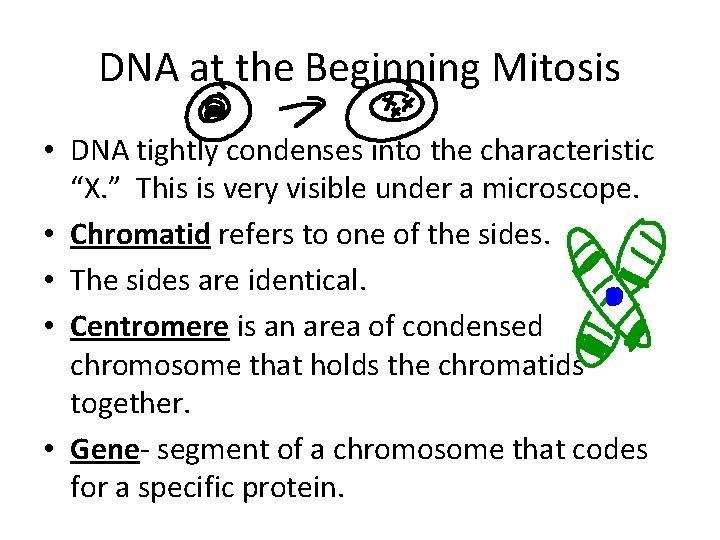 DNA at the Beginning Mitosis • DNA tightly condenses into the characteristic “X. ”