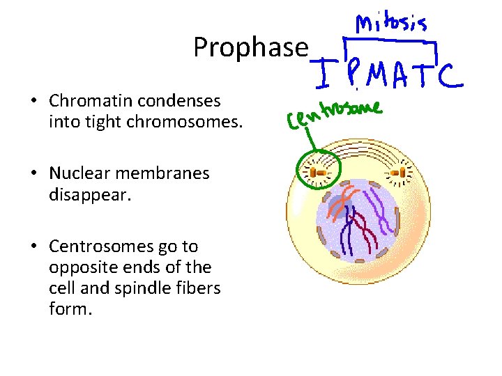 Prophase • Chromatin condenses into tight chromosomes. • Nuclear membranes disappear. • Centrosomes go