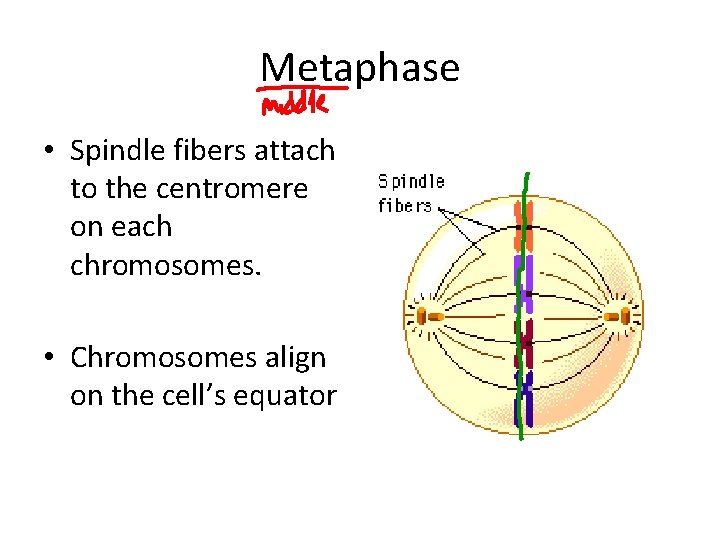 Metaphase • Spindle fibers attach to the centromere on each chromosomes. • Chromosomes align
