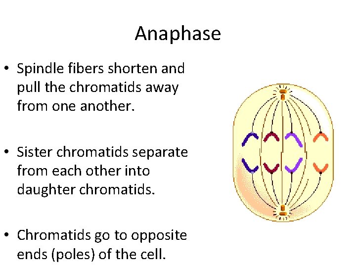 Anaphase • Spindle fibers shorten and pull the chromatids away from one another. •