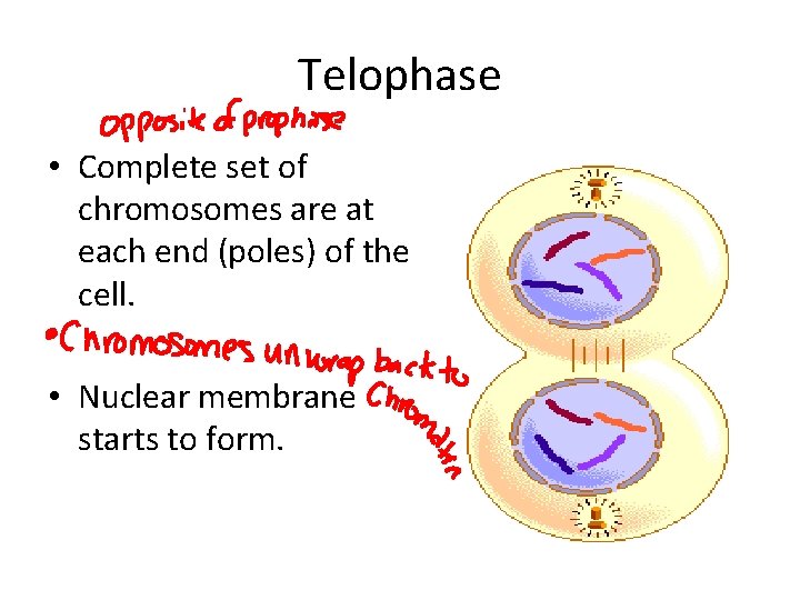 Telophase • Complete set of chromosomes are at each end (poles) of the cell.