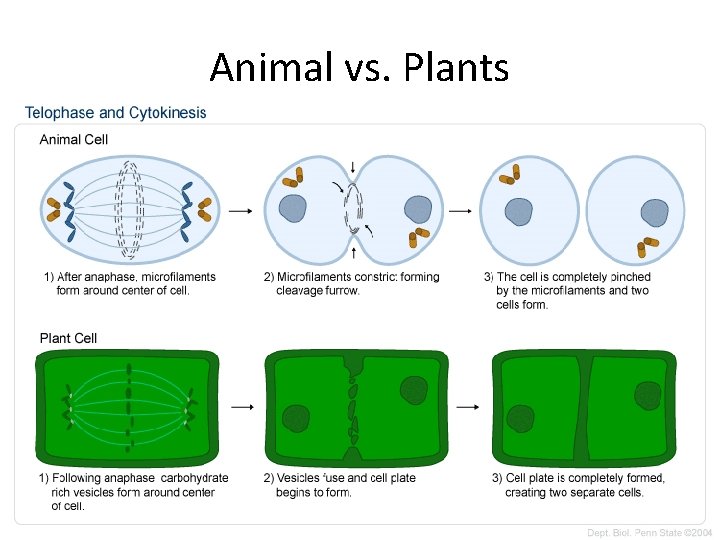 Animal vs. Plants 