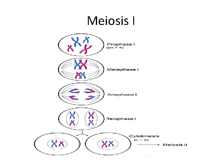 Meiosis I 