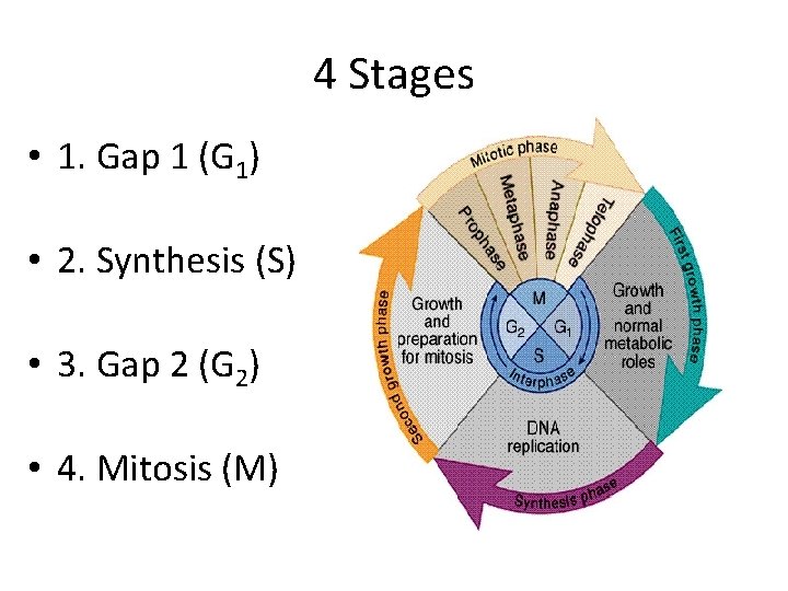 4 Stages • 1. Gap 1 (G 1) • 2. Synthesis (S) • 3.