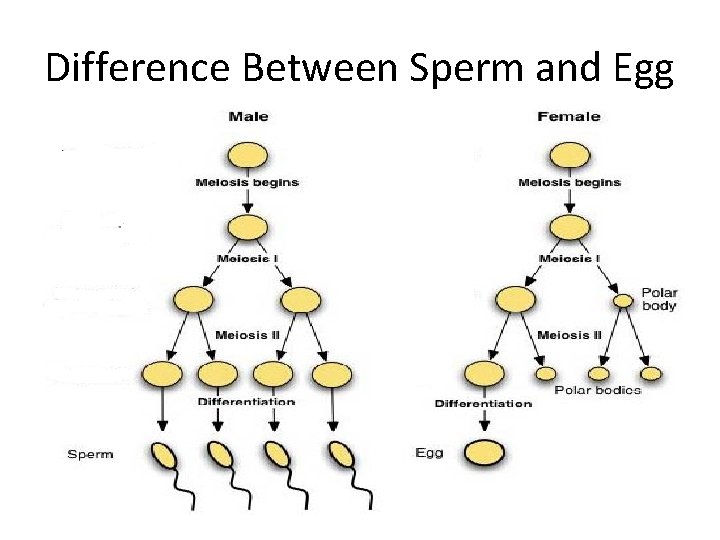 Difference Between Sperm and Egg 