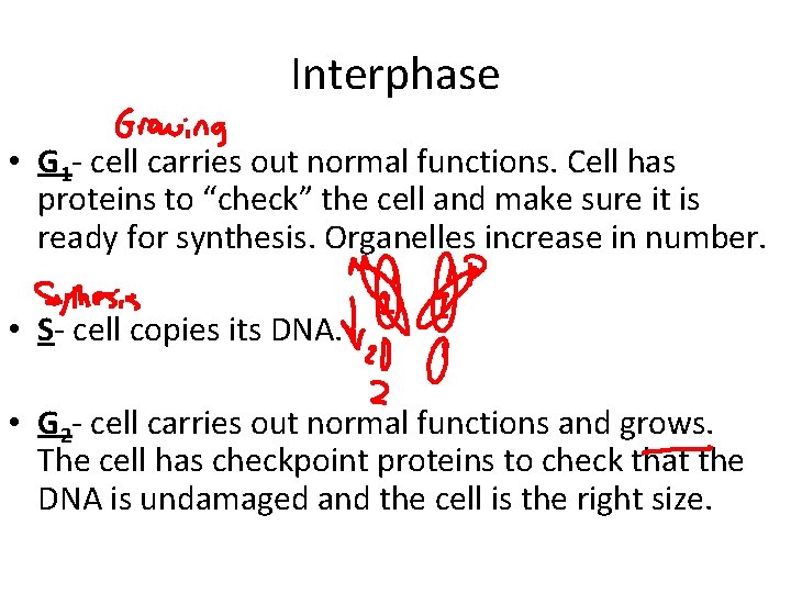Interphase • G 1 - cell carries out normal functions. Cell has proteins to