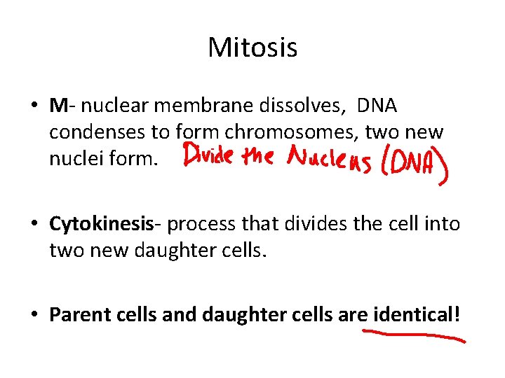 Mitosis • M- nuclear membrane dissolves, DNA condenses to form chromosomes, two new nuclei