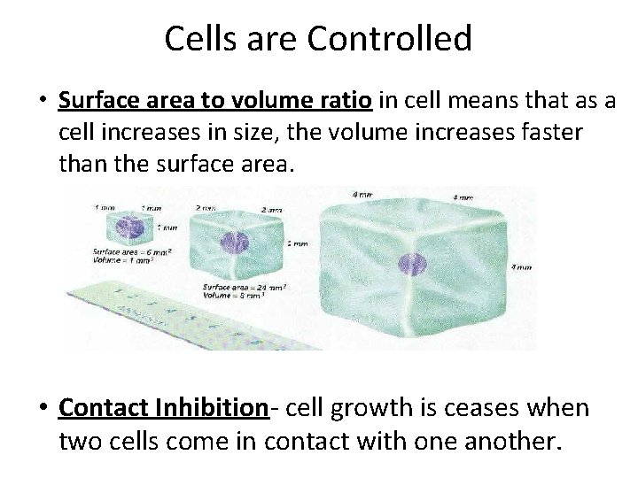Cells are Controlled • Surface area to volume ratio in cell means that as