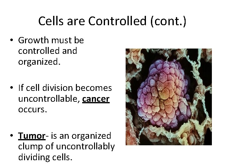Cells are Controlled (cont. ) • Growth must be controlled and organized. • If