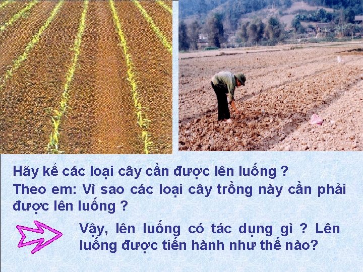 Hãy kể các loại cây cần được lên luống ? Theo em: Vì sao