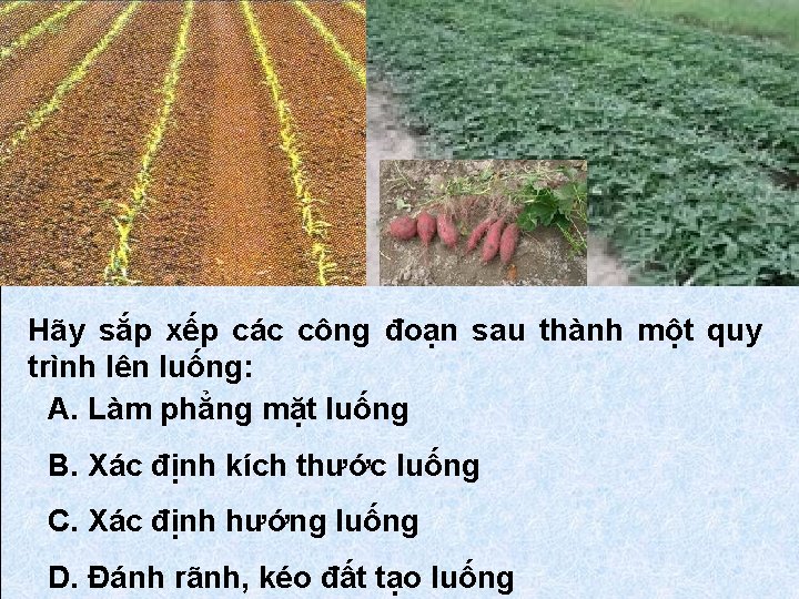 Hãy sắp xếp các công đoạn sau thành một quy trình lên luống: A.