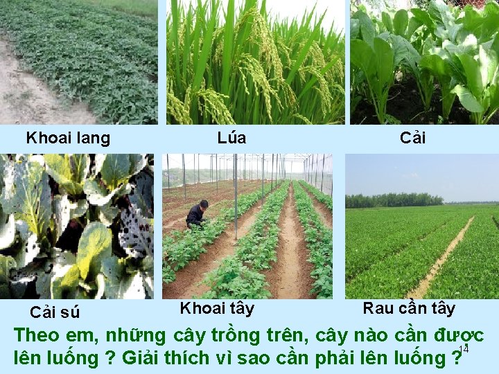 Khoai lang Cải sú Lúa Khoai tây Cải Rau cần tây Theo em, những