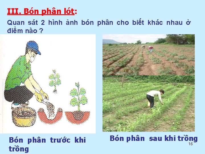 III. Bón phân lót: Quan sát 2 hình ảnh bón phân cho biết khác