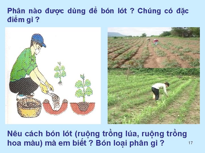 Phân nào được dùng để bón lót ? Chúng có đặc điểm gì ?