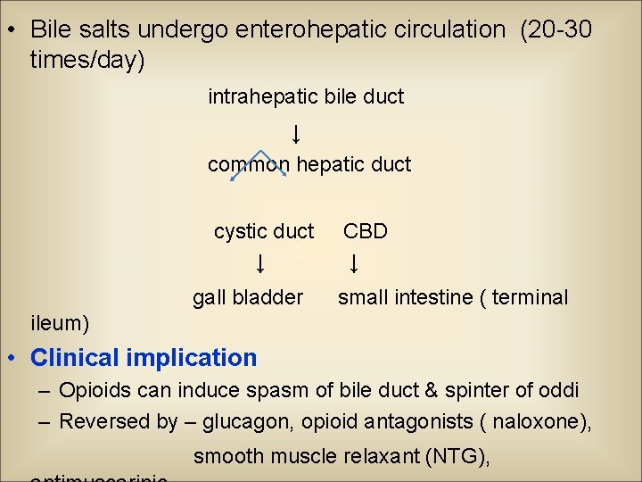  • Bile salts undergo enterohepatic circulation (20 -30 times/day) intrahepatic bile duct ↓