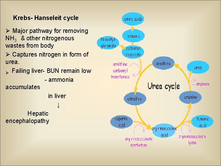 Krebs- Hanseleit cycle Ø Major pathway for removing NH 3 & other nitrogenous wastes
