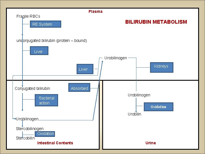 Plasma Fragile RBCs BILIRUBIN METABOLISM RE System unconjugated bilirubin (protein – bound) Liver Urobilinogen