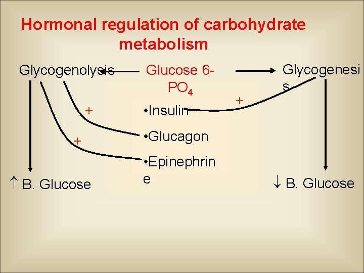 Hormonal regulation of carbohydrate metabolism Glycogenolysis + + B. Glucose 6 PO 4 •