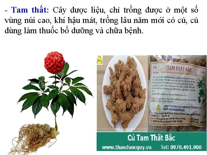 - Tam thất: Cây dược liệu, chỉ trồng được ở một số vùng núi