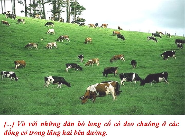 […] Và với những đàn bò lang cổ có đeo chuông ở các đồng