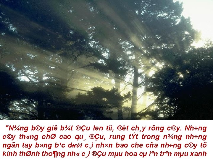 "N¾ng b©y giê b¾t ®Çu len tíi, ®èt ch¸y rõng c©y. Nh÷ng c©y th