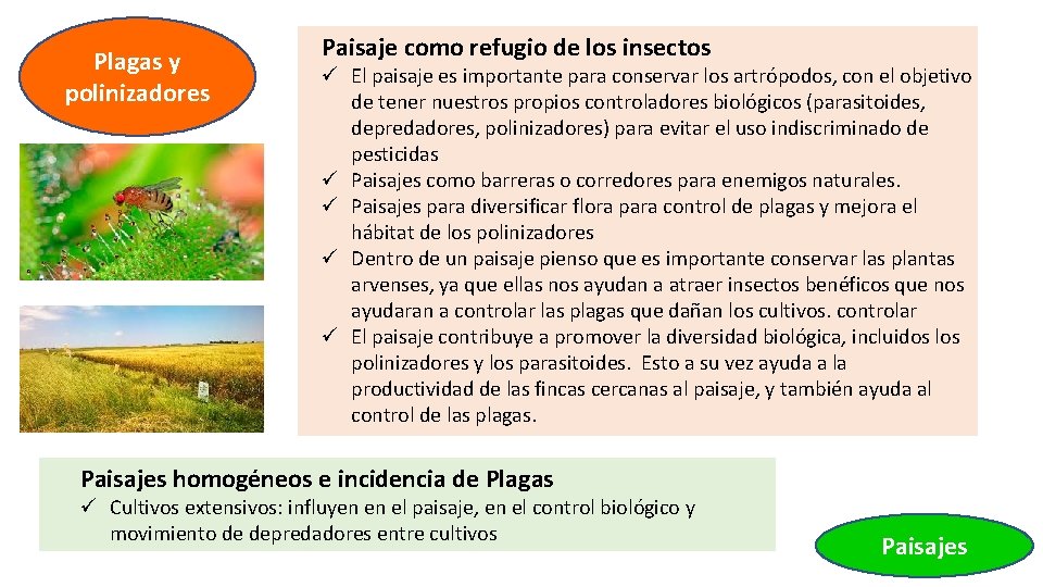 Plagas y polinizadores Paisaje como refugio de los insectos ü El paisaje es importante