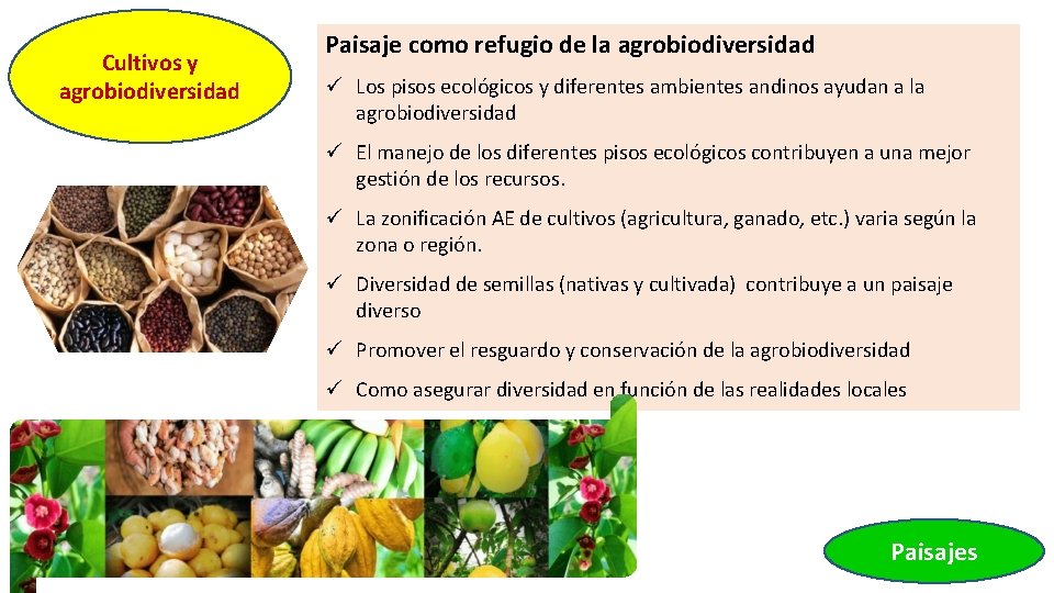 Cultivos y agrobiodiversidad Paisaje como refugio de la agrobiodiversidad ü Los pisos ecológicos y