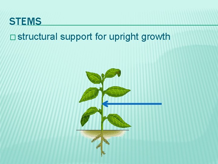 STEMS � structural support for upright growth 