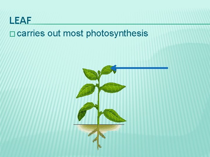 LEAF � carries out most photosynthesis 