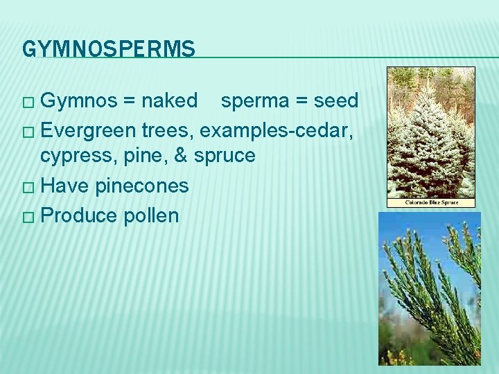 GYMNOSPERMS � Gymnos = naked sperma = seed � Evergreen trees, examples-cedar, cypress, pine,