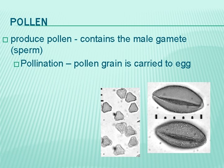 POLLEN � produce pollen - contains the male gamete (sperm) � Pollination – pollen