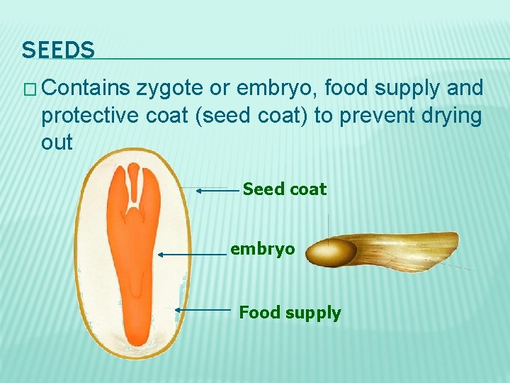 SEEDS � Contains zygote or embryo, food supply and protective coat (seed coat) to