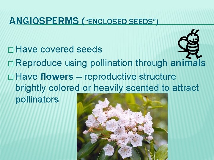 ANGIOSPERMS (“ENCLOSED SEEDS”) � Have covered seeds � Reproduce using pollination through animals �