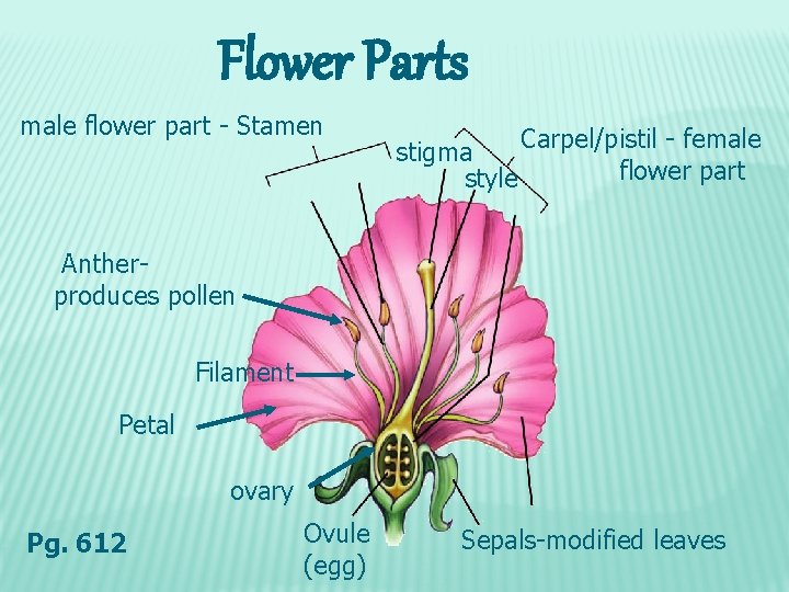 Flower Parts male flower part - Stamen Carpel/pistil - female stigma flower part style