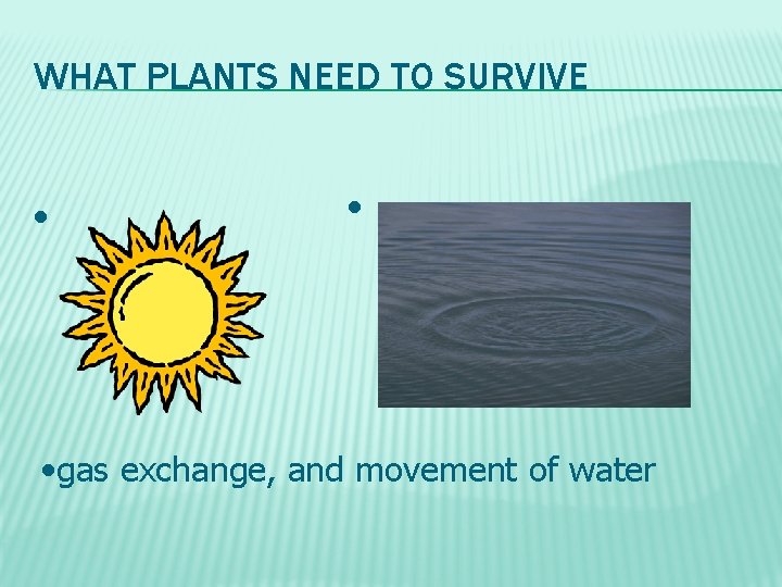 WHAT PLANTS NEED TO SURVIVE • • • gas exchange, and movement of water