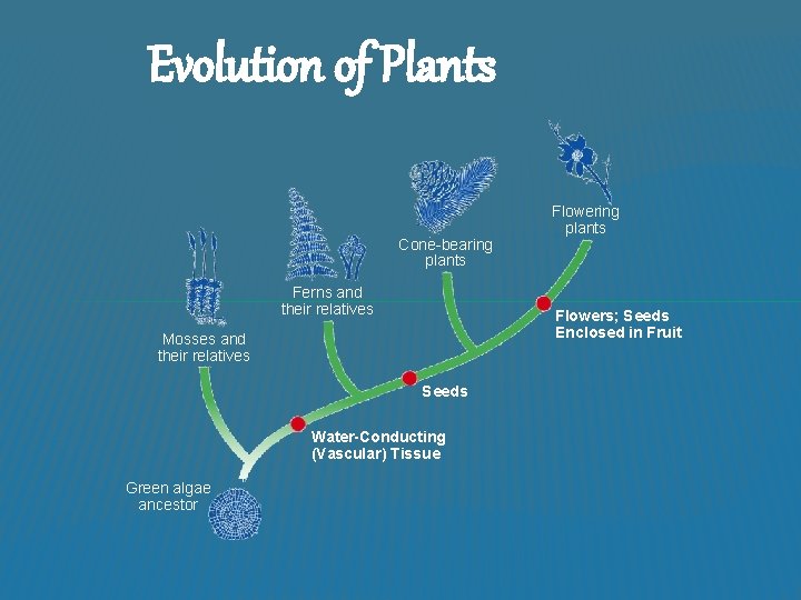 Evolution of Plants Cone-bearing plants Ferns and their relatives Flowers; Seeds Enclosed in Fruit
