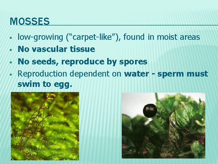 MOSSES • • low-growing (“carpet-like”), found in moist areas No vascular tissue No seeds,