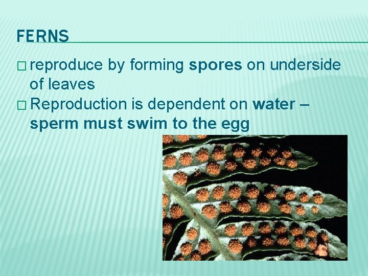 FERNS � reproduce by forming spores on underside of leaves � Reproduction is dependent