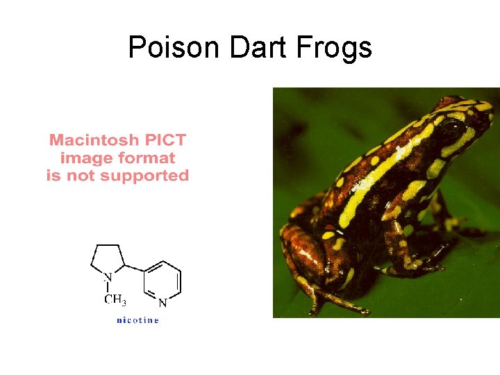 Poison Dart Frogs 