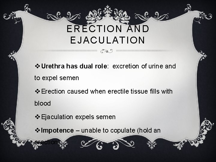 ERECTION AND EJACULATION v Urethra has dual role: excretion of urine and to expel
